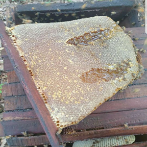 BEEequip Honeycomb