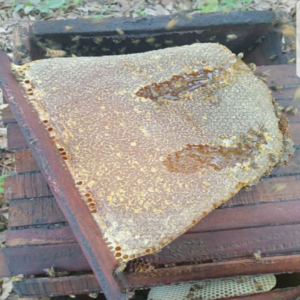 BEEequip Honeycomb